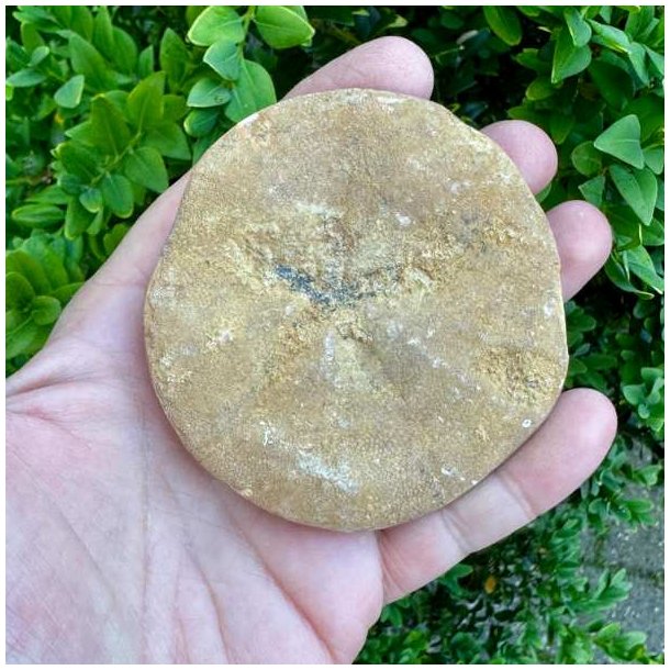 Unikt Fossil Sand Dollar med tydeligt femtakket stjernem�nster og smukke naturlige fossile detaljer.