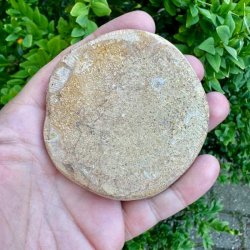 �gte Fossil Sand Dollar med smukt stjernem�nster.