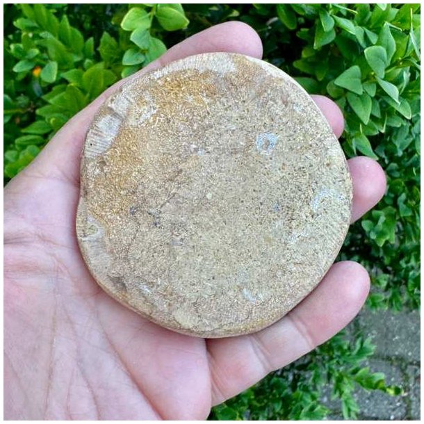 �gte Fossil Sand Dollar med smukt stjernem�nster.
