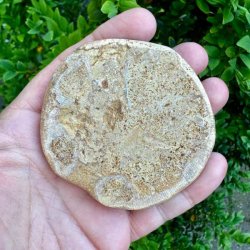 Unikt Fossil Sand Dollar med velbevaret overflade, karakteristisk stjerneform og autentiske fossile detaljer med baggrun illustreret.