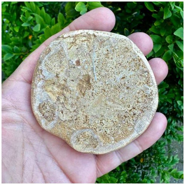 Unikt Fossil Sand Dollar med velbevaret overflade, karakteristisk stjerneform og autentiske fossile detaljer med baggrun illustreret.