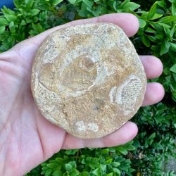 Fossil Sand Dollar 7,3 cm � �gte fossilt s�pindsvin i flot kvalitet (38)