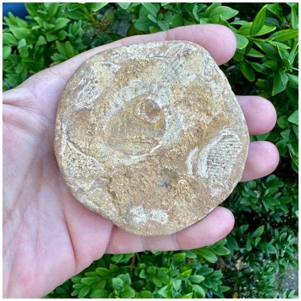 Fossil Sand Dollar 7,3 cm � �gte fossilt s�pindsvin i flot kvalitet (38)