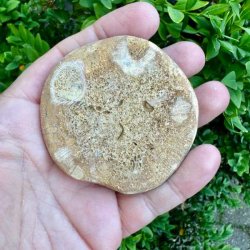 Fossil Sand Dollar 6,3 cm � �gte fossilt s�pindsvin i flot kvalitet (39)