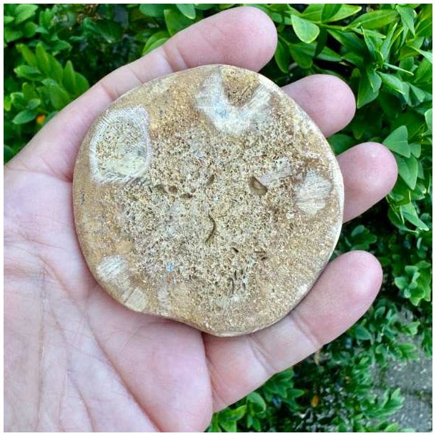 Fossil Sand Dollar 6,3 cm � �gte fossilt s�pindsvin i flot kvalitet (39)