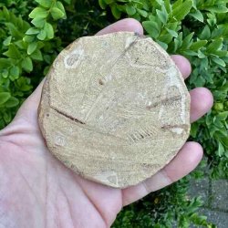 Fossil Sand Dollar med naturlig rund form, fine fossile detaljer og velbevaret stjernem�nster p� produktbillede vist bagfra..
