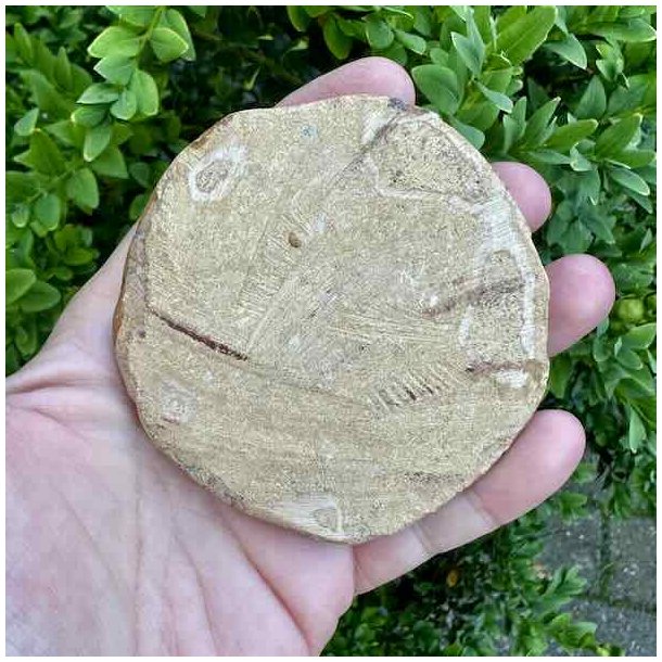 Fossil Sand Dollar med naturlig rund form, fine fossile detaljer og velbevaret stjernem�nster p� produktbillede vist bagfra..