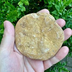 Fossil Sand Dollar 8 cm � �gte fossilt s�pindsvin i flot kvalitet (8)