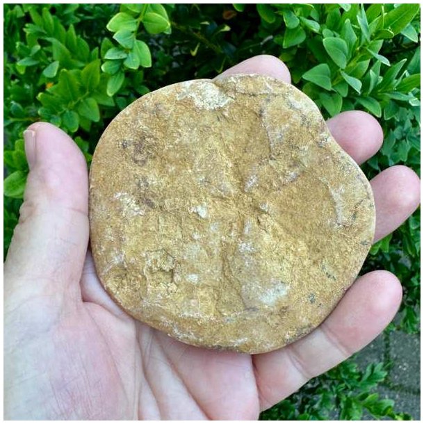 Fossil Sand Dollar 8 cm � �gte fossilt s�pindsvin i flot kvalitet (8)