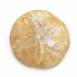 Fossil Sand Dollar 7,9 cm � �gte fossilt s�pindsvin i flot kvalitet (1)