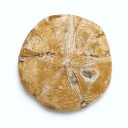 �gte Fossil Sand Dollar med detaljeret overflade og karakteristisk stjerneform p� neutral baggrund.