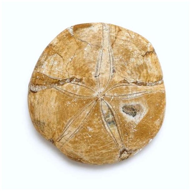 �gte Fossil Sand Dollar med detaljeret overflade og karakteristisk stjerneform p� neutral baggrund.