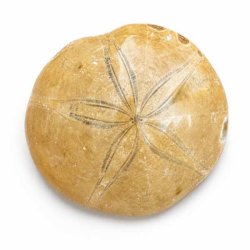 �gte Fossil Sand Dollar med detaljeret overflade og karakteristisk stjerneform p� neutral baggrund.