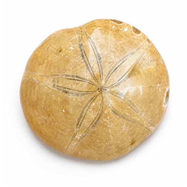 �gte Fossil Sand Dollar med detaljeret overflade og karakteristisk stjerneform p� neutral baggrund.