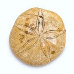 Fossil Sand Dollar 7,2 cm � �gte fossilt s�pindsvin i flot kvalitet (22)