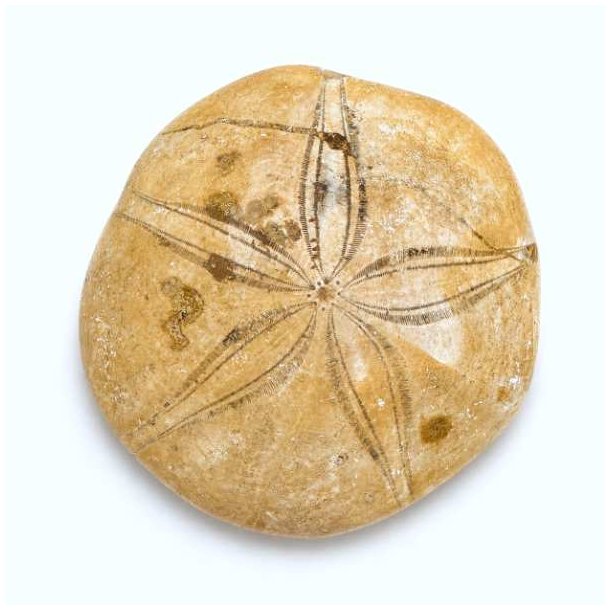 Fossil Sand Dollar 7,2 cm � �gte fossilt s�pindsvin i flot kvalitet (22)