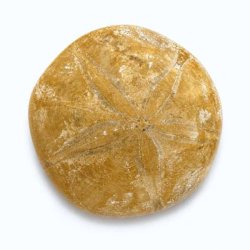 Fossil Sand Dollar fotograferet p� hvid baggrund med flot fossil struktur og tydeligt stjernem�nster.