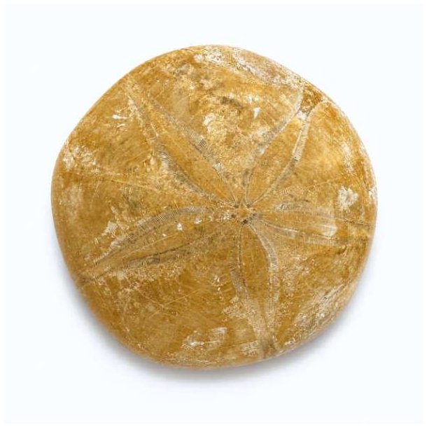 Fossil Sand Dollar fotograferet p� hvid baggrund med flot fossil struktur og tydeligt stjernem�nster.