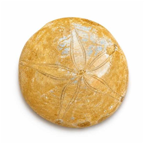 Smukt Fossil Sand Dollar med lys fossil overflade og karakteristisk stjernem�nster vist forfra p� hvid baggrund.