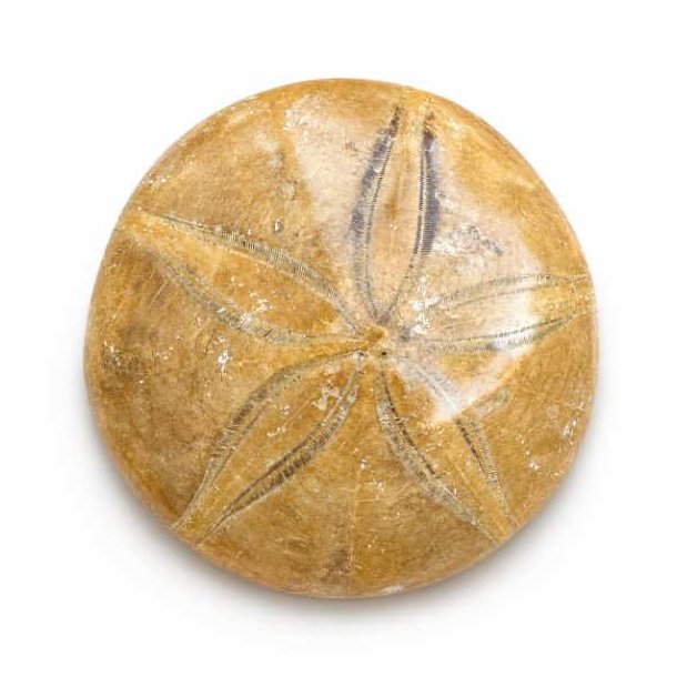 Fossil Sand Dollar med naturligt stjernem�nster.