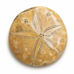 �gte Fossil Sand Dollar med tydeligt stjernem�nster, naturlig fossil struktur og flotte detaljer fotograferet p� hvid baggrund.