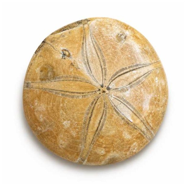 �gte Fossil Sand Dollar med tydeligt stjernem�nster, naturlig fossil struktur og flotte detaljer fotograferet p� hvid baggrund.