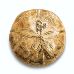 Fossil Sand Dollar 7,3 cm � �gte fossilt s�pindsvin i flot kvalitet (38)