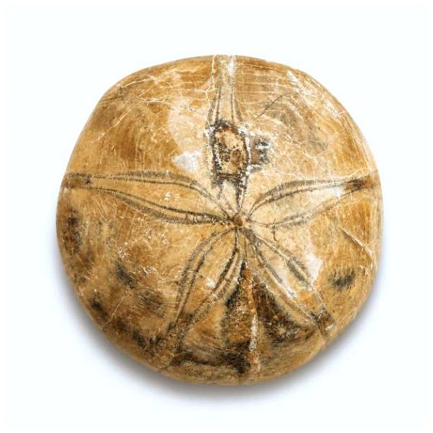 Fossil Sand Dollar 7,3 cm � �gte fossilt s�pindsvin i flot kvalitet (38)