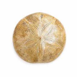 Fossil Sand Dollar 6,3 cm � �gte fossilt s�pindsvin i flot kvalitet (39)