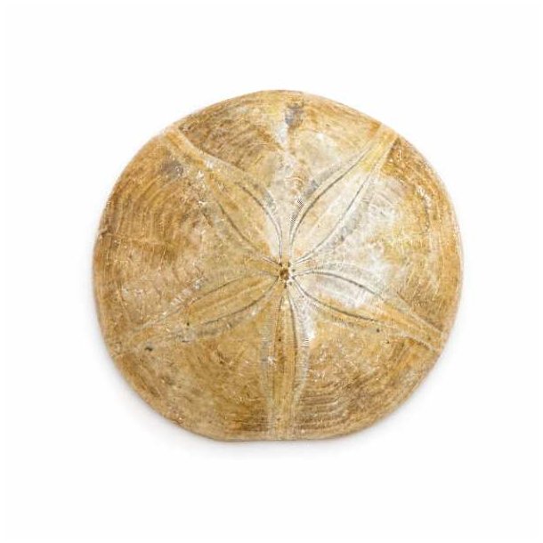 Fossil Sand Dollar 6,3 cm � �gte fossilt s�pindsvin i flot kvalitet (39)