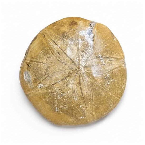 Unikt fossilt s�pindsvin med karakteristisk stjernem�nster og autentiske detaljer fotograferet p� hvid baggrund.
