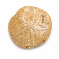 Fossil Sand Dollar 8 cm � �gte fossilt s�pindsvin i flot kvalitet (8)