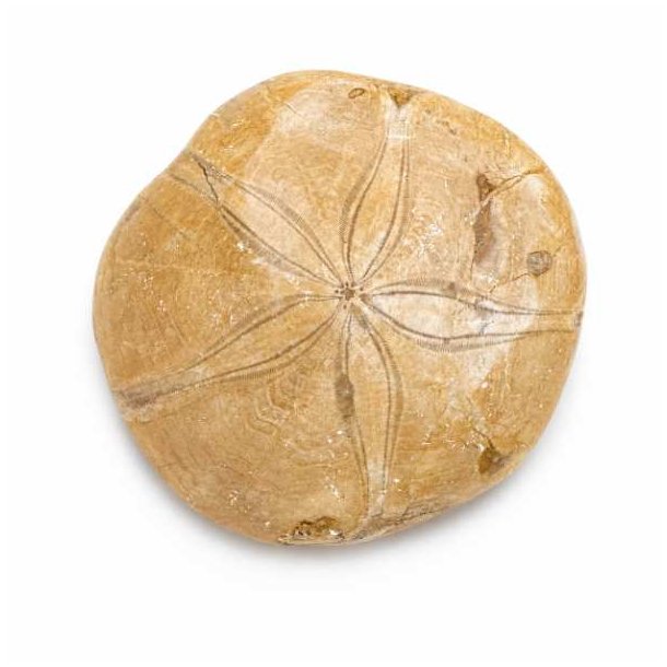 Fossil Sand Dollar 8 cm � �gte fossilt s�pindsvin i flot kvalitet (8)