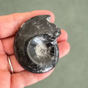 Poleret Goniatit Fossil � 5,6 x 4,4 cm - 43 gram Nr. 10