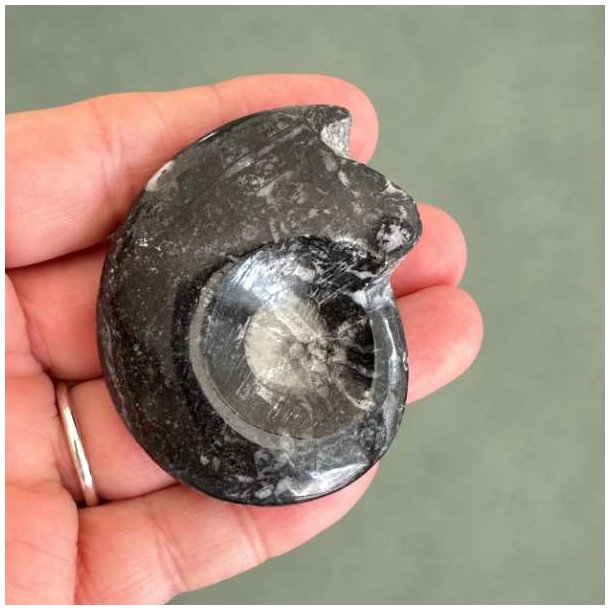 Poleret Goniatit Fossil � 5,6 x 4,4 cm - 43 gram Nr. 10