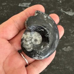 �gte goniatit fossil til fossilsamlere