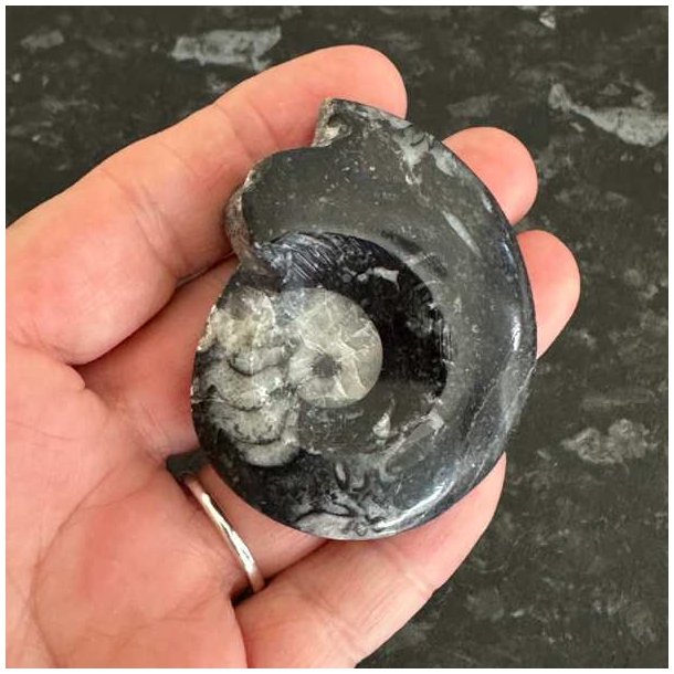 �gte goniatit fossil til fossilsamlere