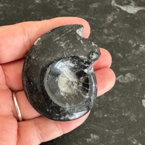 Fossil goniatit med poleret overflade