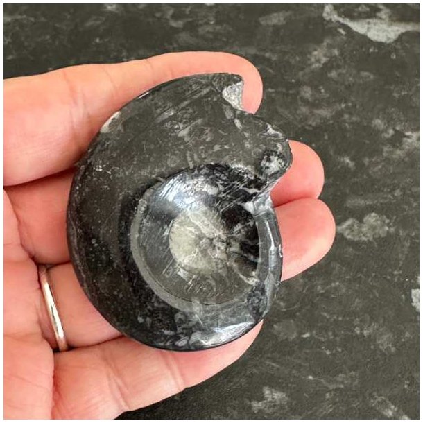 Fossil goniatit med poleret overflade