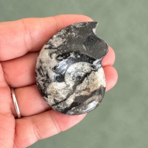 Poleret Goniatit Fossil � 5,2 x 4 cm - 32 gram Nr. 13