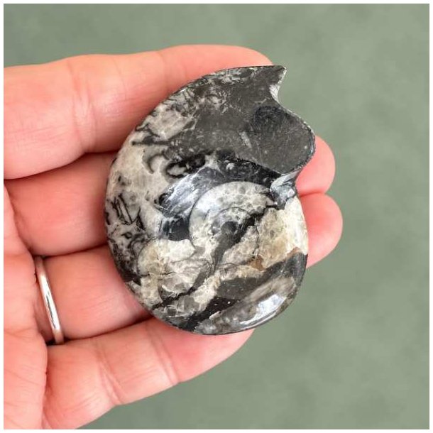 Poleret Goniatit Fossil � 5,2 x 4 cm - 32 gram Nr. 13