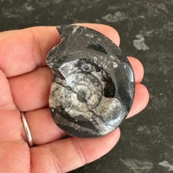 Goniatit fossil med flotte naturlige detaljer