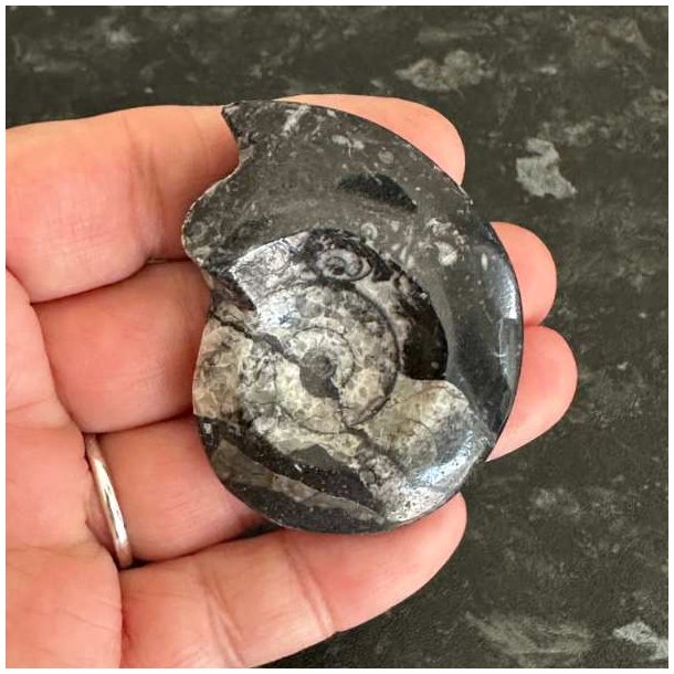 Goniatit fossil med flotte naturlige detaljer