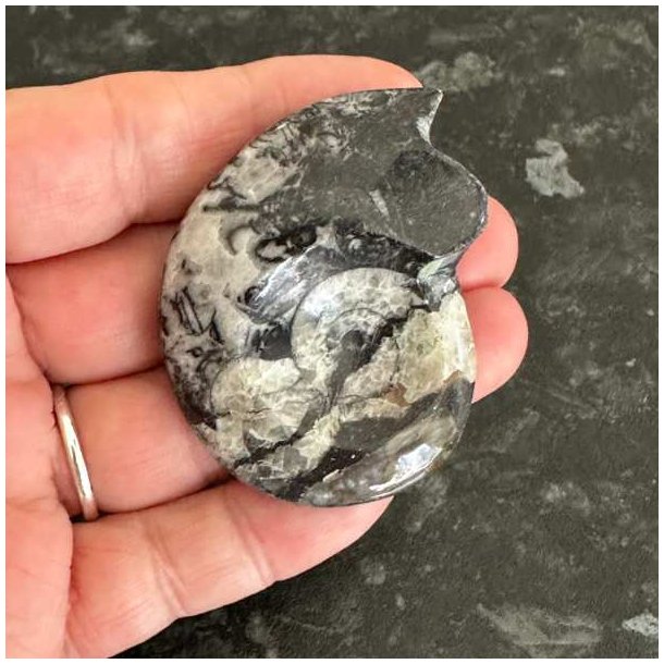 N�rbillede af poleret goniatit fossil