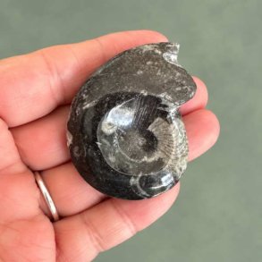 Poleret Goniatit Fossil � 5,2 x 4 cm - 34 gram Nr. 16