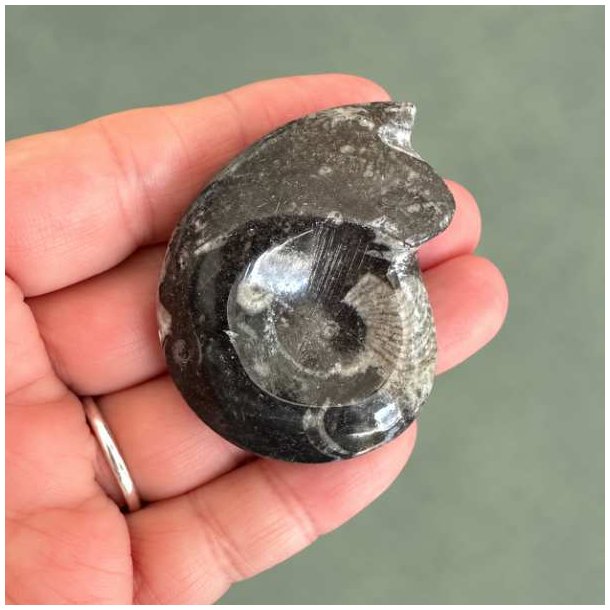 Poleret Goniatit Fossil � 5,2 x 4 cm - 34 gram Nr. 16