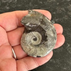 Poleret fossil af goniatit set forfra