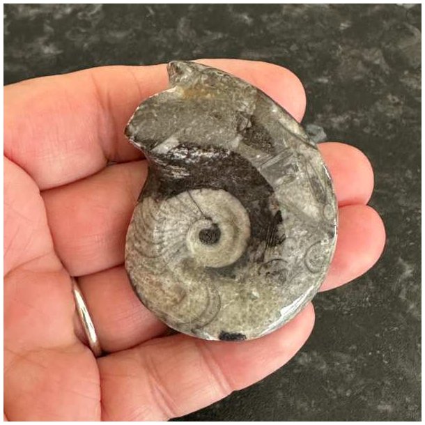 Poleret fossil af goniatit set forfra