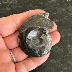Spiralformet goniatit fossil til samling