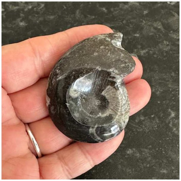 Spiralformet goniatit fossil til samling